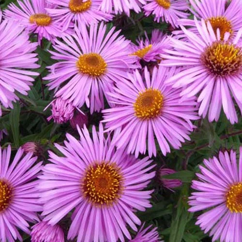 3 Astères de Nouvelle-Angleterre Barrs pinkAster novae-angliae barrs pink