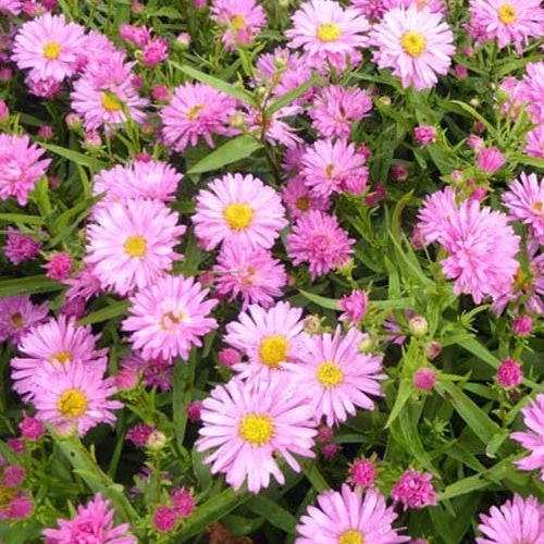 3 Astères de Nouvelle-Belgique RosaperleAster novi-belgii rosaperle