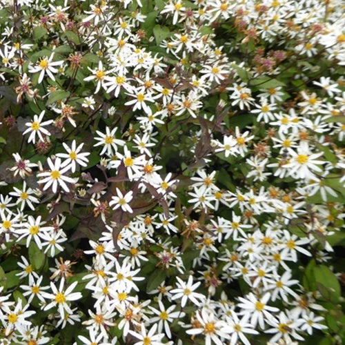 3 Astères divariqués Beth ChattoEurybia divaricata