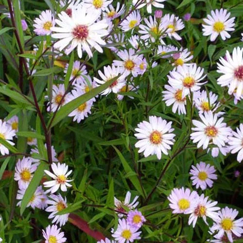 3 Astères VastersivalSymphyotrichum vasterival