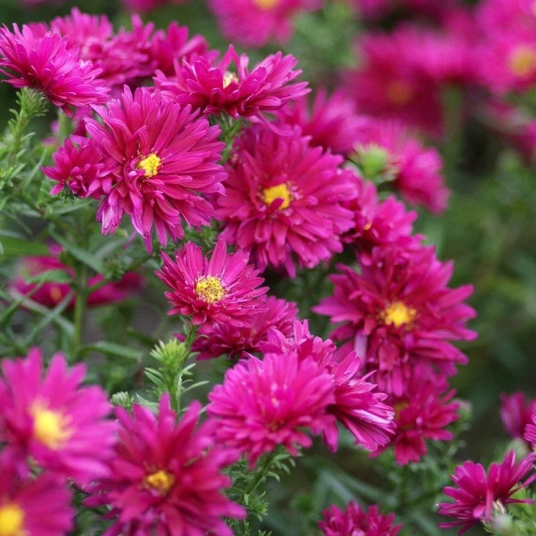 3 Asters grand d'automne Royal RubyAster novi-belgii 'royal ruby'