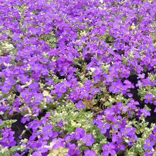 3 Aubriètes Dr. MulesAubrieta dr mules variegated