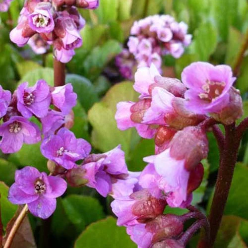 3 Bergénias RotblumBergenia rotblum