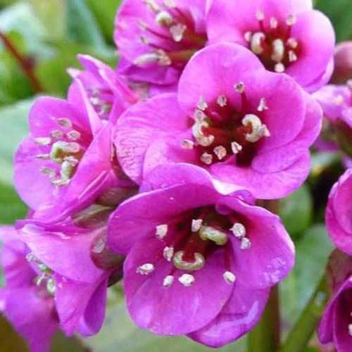 3 Bergénias WinterglödBergenia vinterglöd