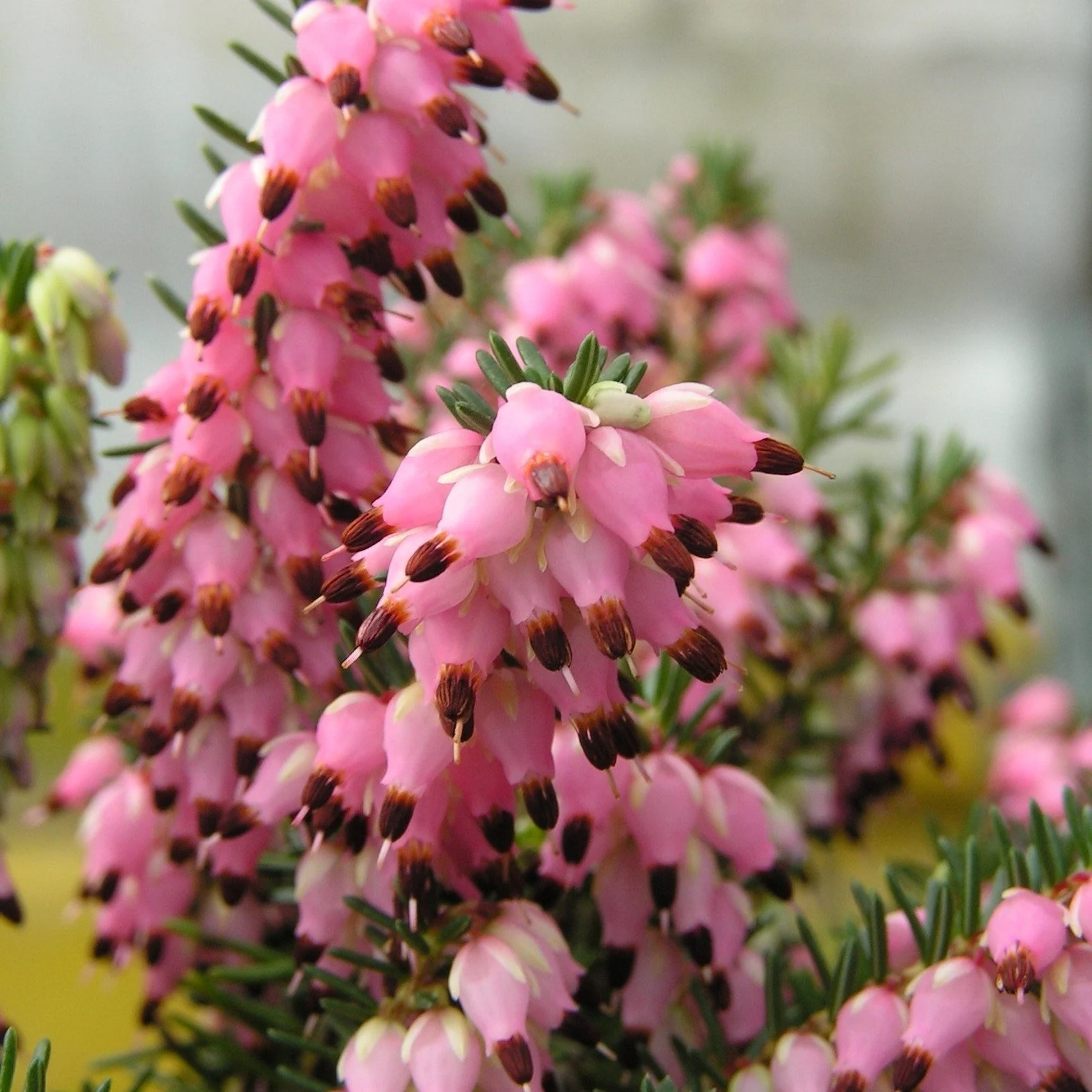 3 Bruyères d'hiver rosesErica carnea