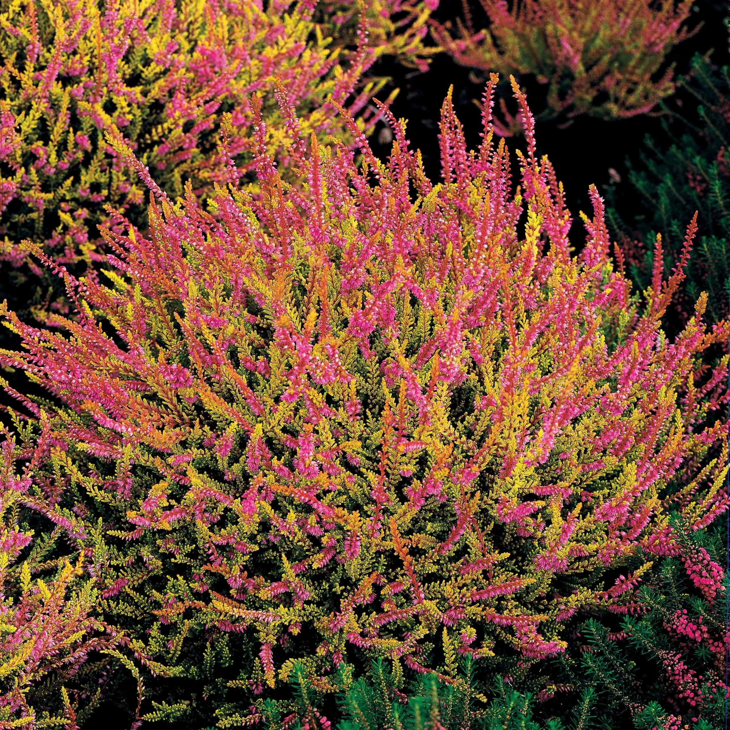 3 Bruyères d'été rose à feuilles jaunesCalluna vulgaris