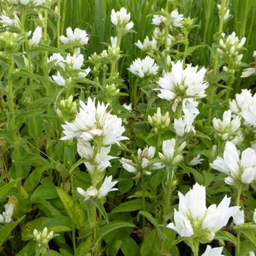 3 Campanules à bouquet AlbaCampanula glomerata alba