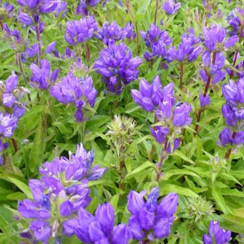3 Campanules à bouquet SuperbaCampanula glomerata superba