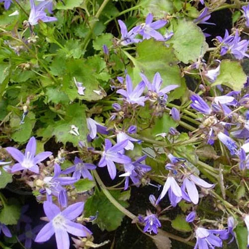 3 Campanules des murets BlaurankeCampanula poscharskyana blauranke
