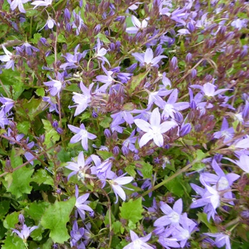 3 Campanules des murets StellaCampanula poscharskyana stella