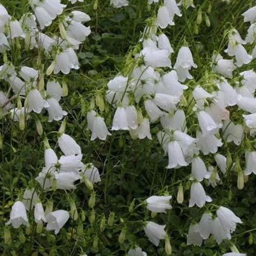 3 Campanules élégantesCampanula cochleariifolia alba