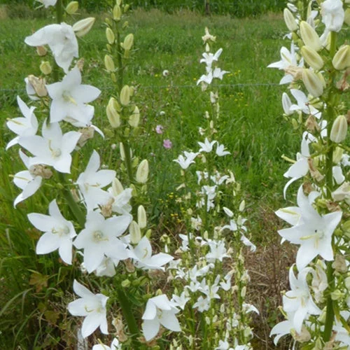 3 Campanules pyramidales AlbaCampanula pyramidalis alba