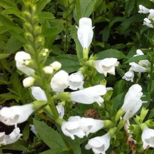 3 Cataleptiques Summer SnowPhysostegia virginiana summer snow
