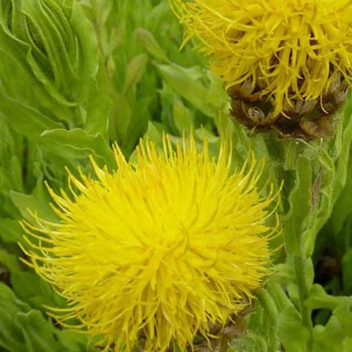 3 Centaurées à grosses têtesCentaurea macrocephala