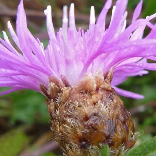 3 Centaurées jacéesCentaurea jacea