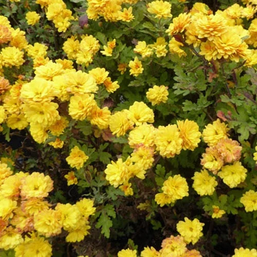 3 Chrysanthèmes BienchenChrysanthemum bienchen