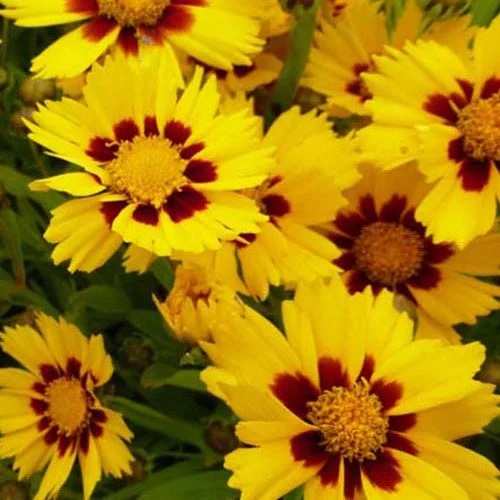 3 Coreopsis à grandes fleurs SonnenkindCoreopsis grandiflora sonnenkind