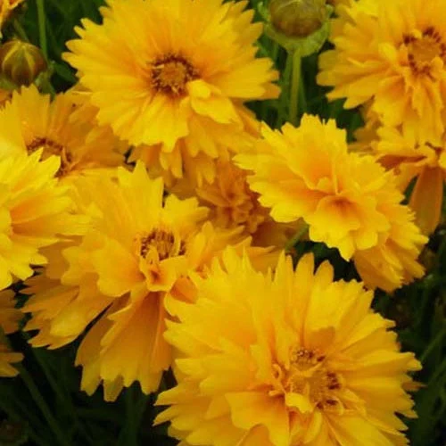 3 Coreopsis à grandes fleurs SunrayCoreopsis grandiflora sunray