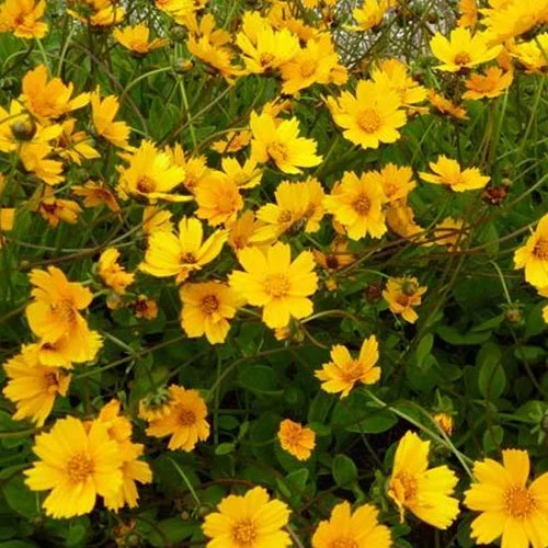 3 Coreopsis à oreillettes NanaCoreopsis auriculata nana