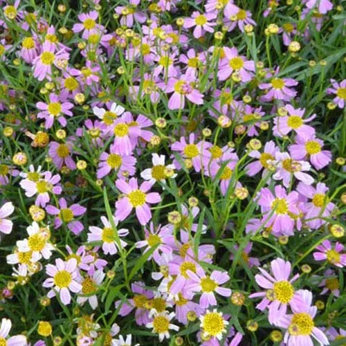 3 Coreopsis roses American DreamCoreopsis rosea american dream