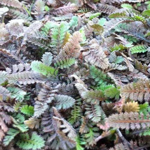 3 Cotules-potentillesLeptinella potentillina