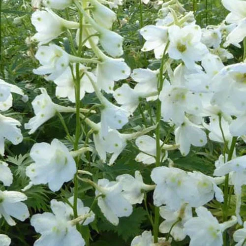 3 Delphiniums Casa BlancaDelphinium ( belladonna group ) casa blanca