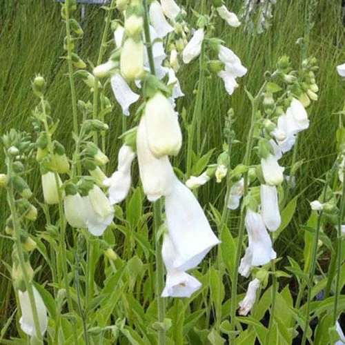 3 Digitales blanchesDigitalis purpurea alba