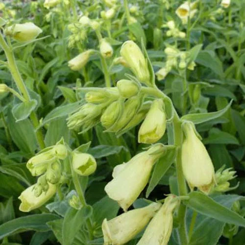3 Digitales à grandes fleurs CarillonDigitalis grandiflora carillon