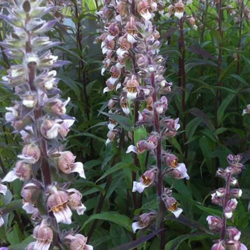 3 Digitales laineusesDigitalis lanata
