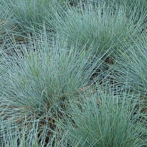 3 Fétuques bleues ZwergenkönigFestuca glauca zwergenkönig