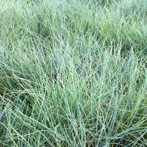 3 Fétuques du Valais GlaucanthaFestuca valesiaca glaucantha