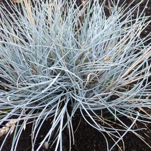 3 Fétuques du Valais SilberseeFestuca valesiaca silbersee