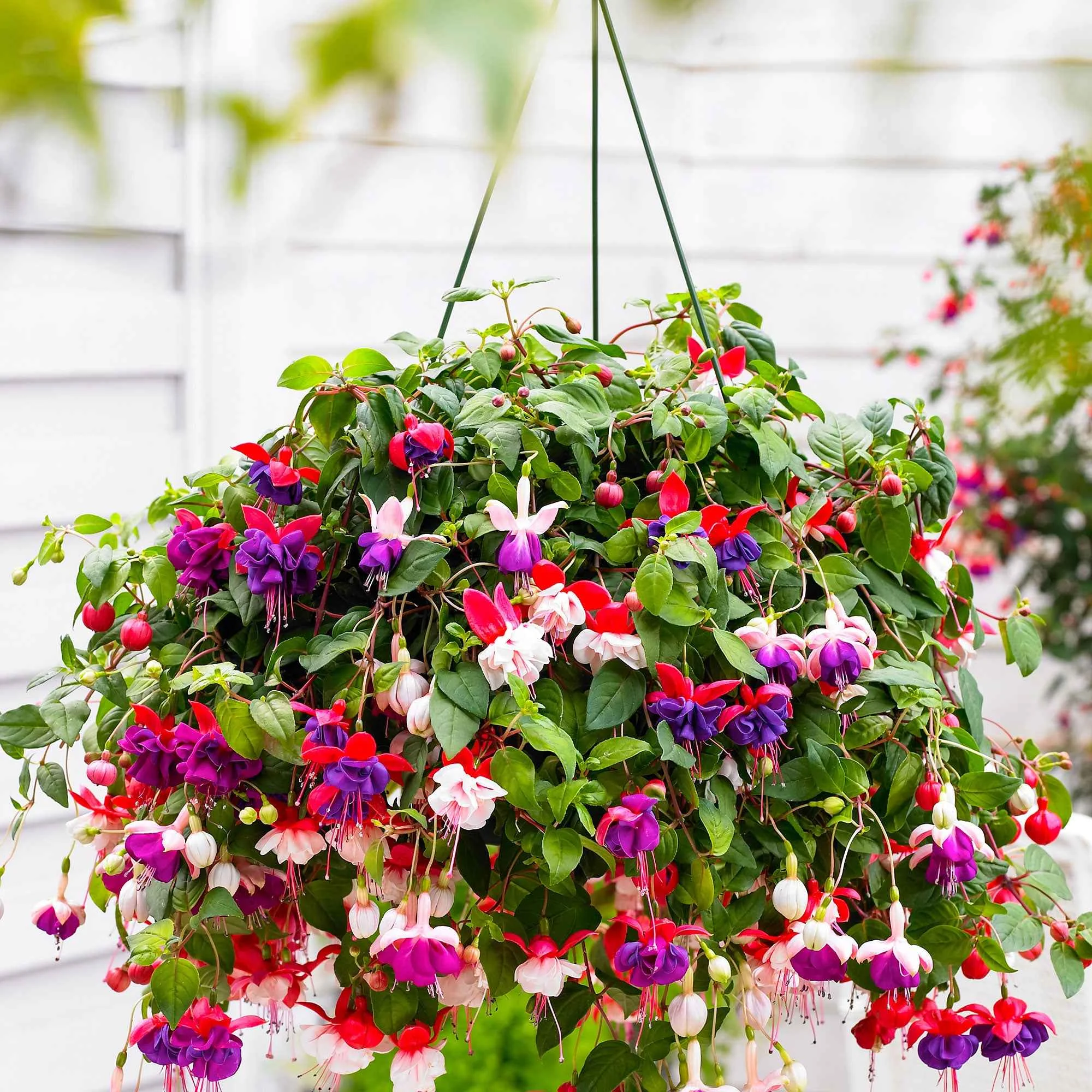 3 Fuchsias Blue Angel, Dark Eyes, Swingtime en mélangeFuchsia Blue Angel, Dark Eyes, Swingtime