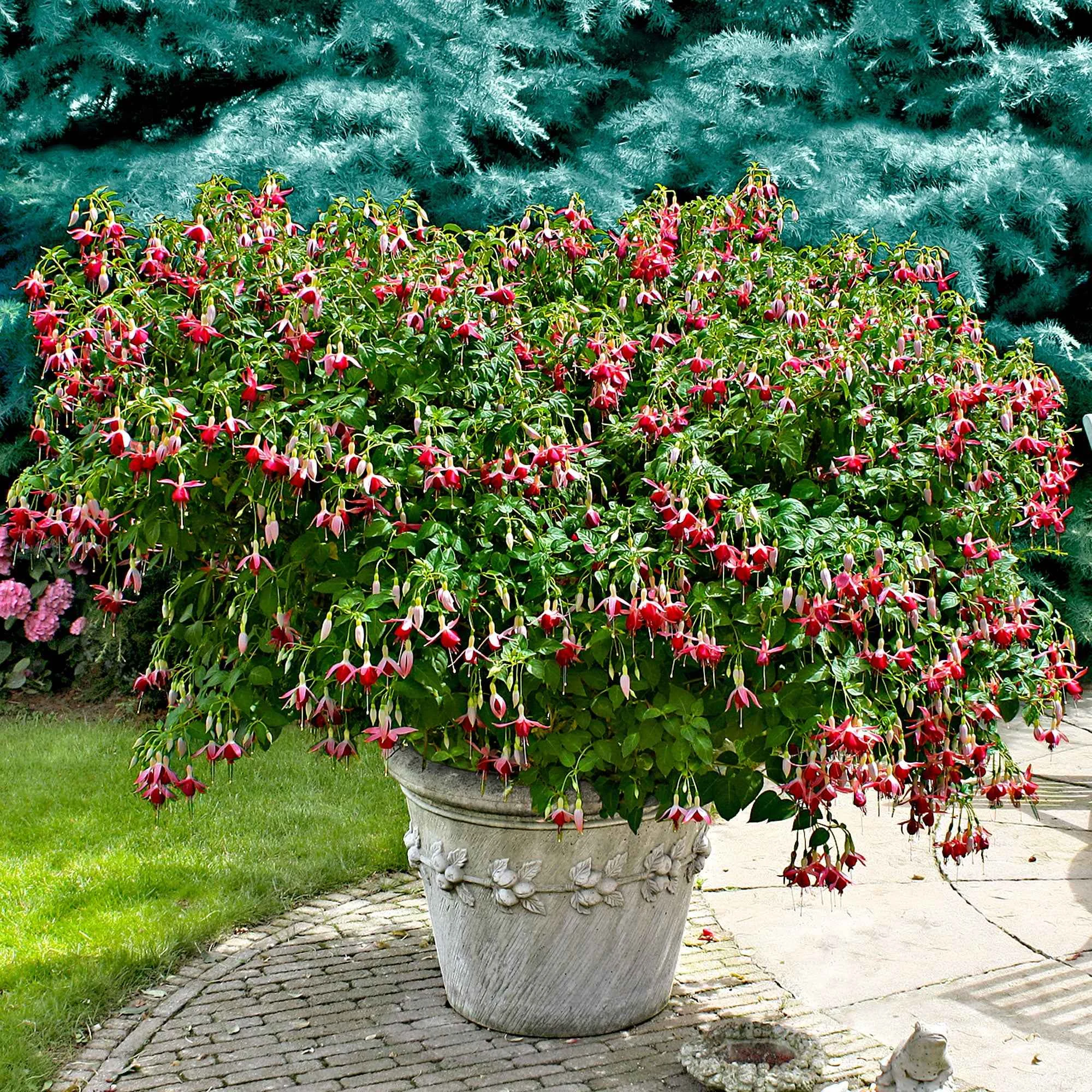 3 Fuchsias Celia SmedleyFuchsia 'celia smedley'