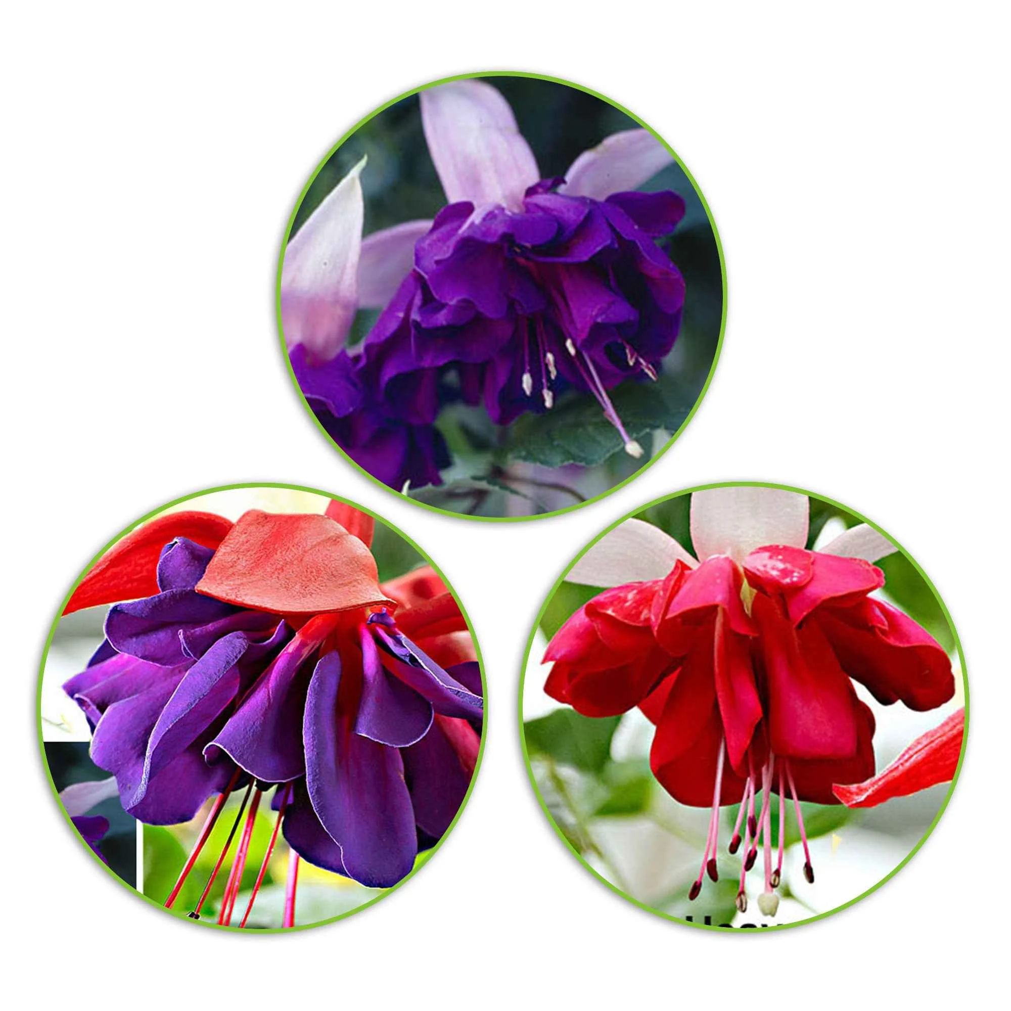 3 Fuchsias en mélange (Seventh Heaven, Voodoo, Royal Mosaic)Fuchsia Royal Mosaic, Voodoo, Seventh Heaven