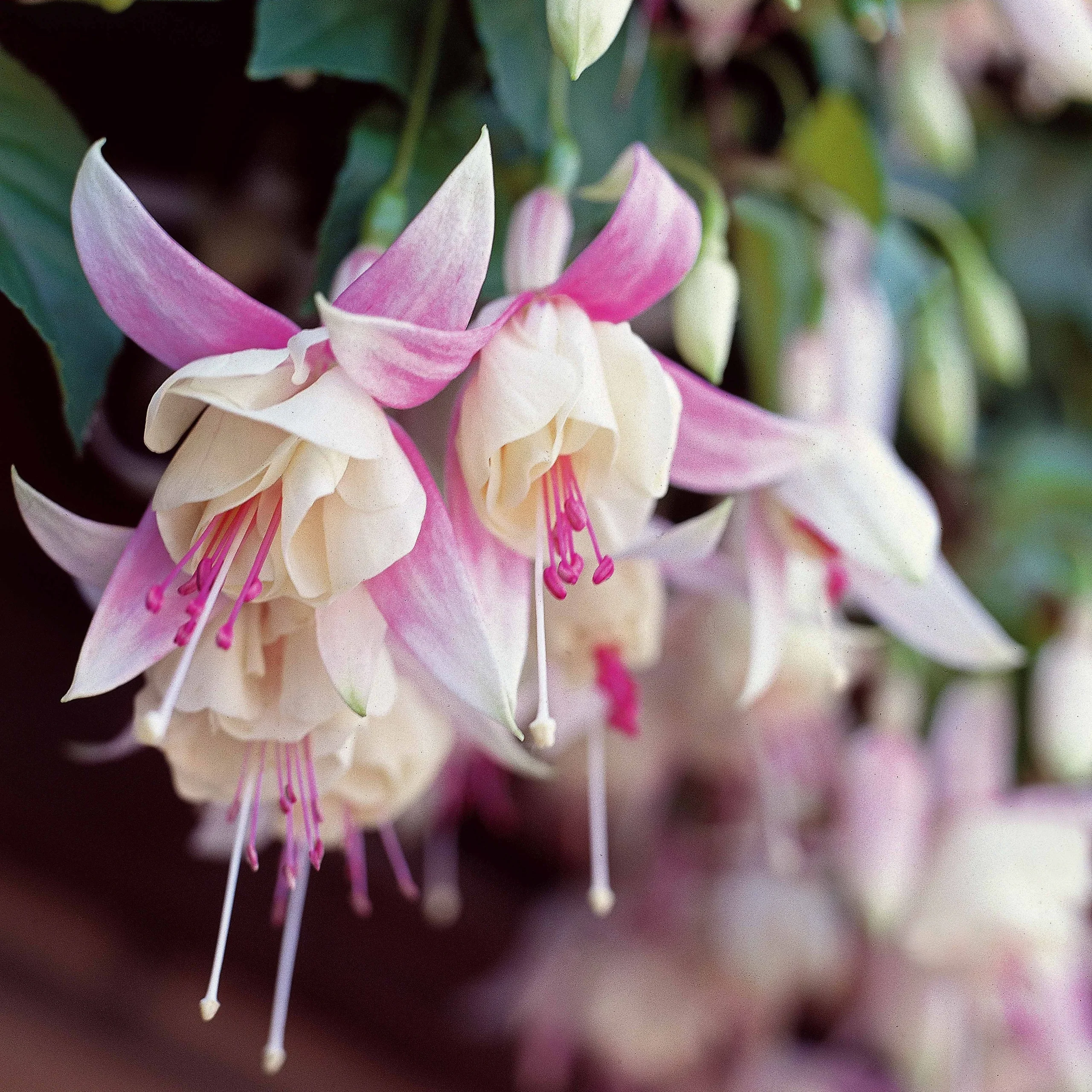 3 Fuchsias résistants au gel AnnabelFuchsia annabel