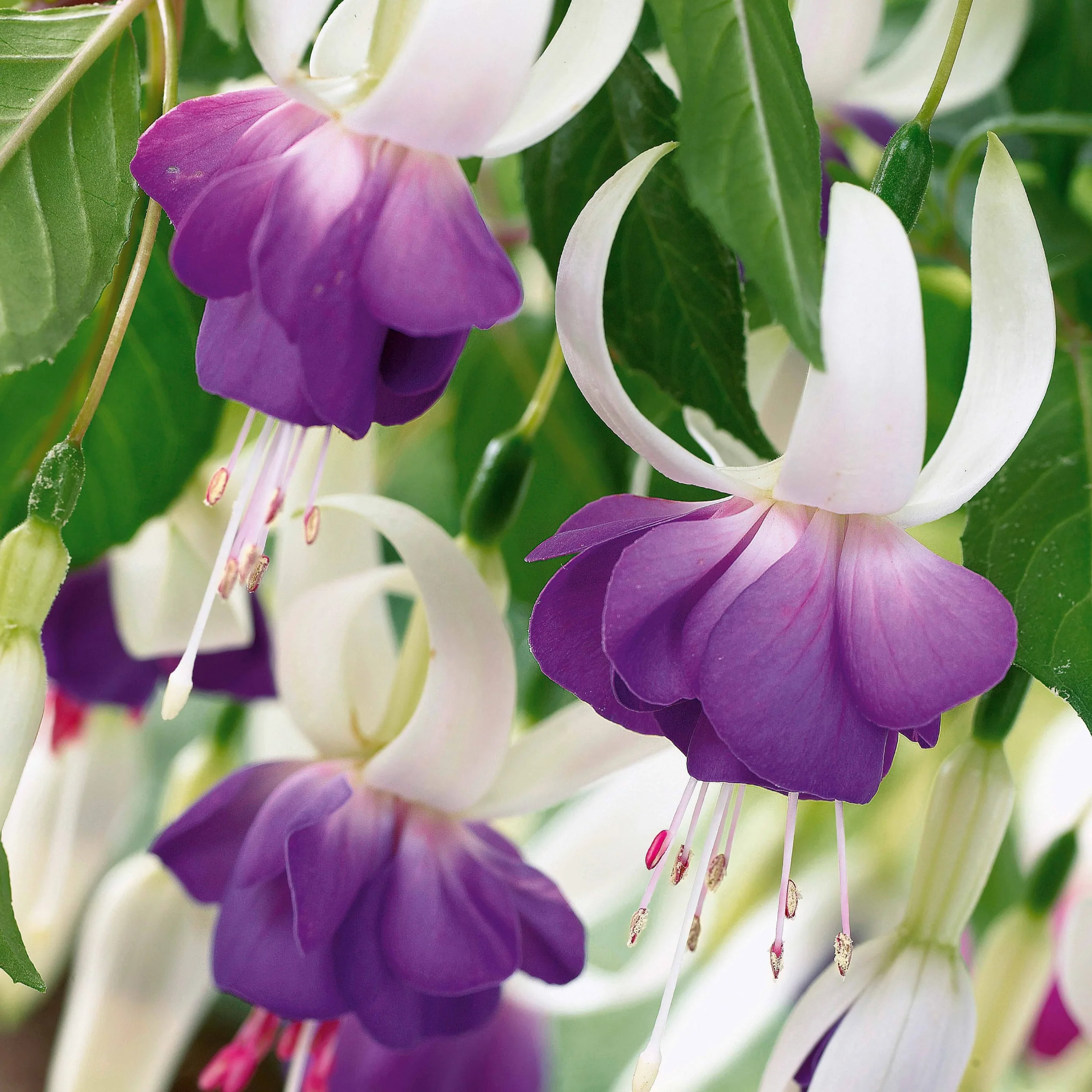 3 Fuchsias résistants au gel Blue SarahFuchsia blue sarah