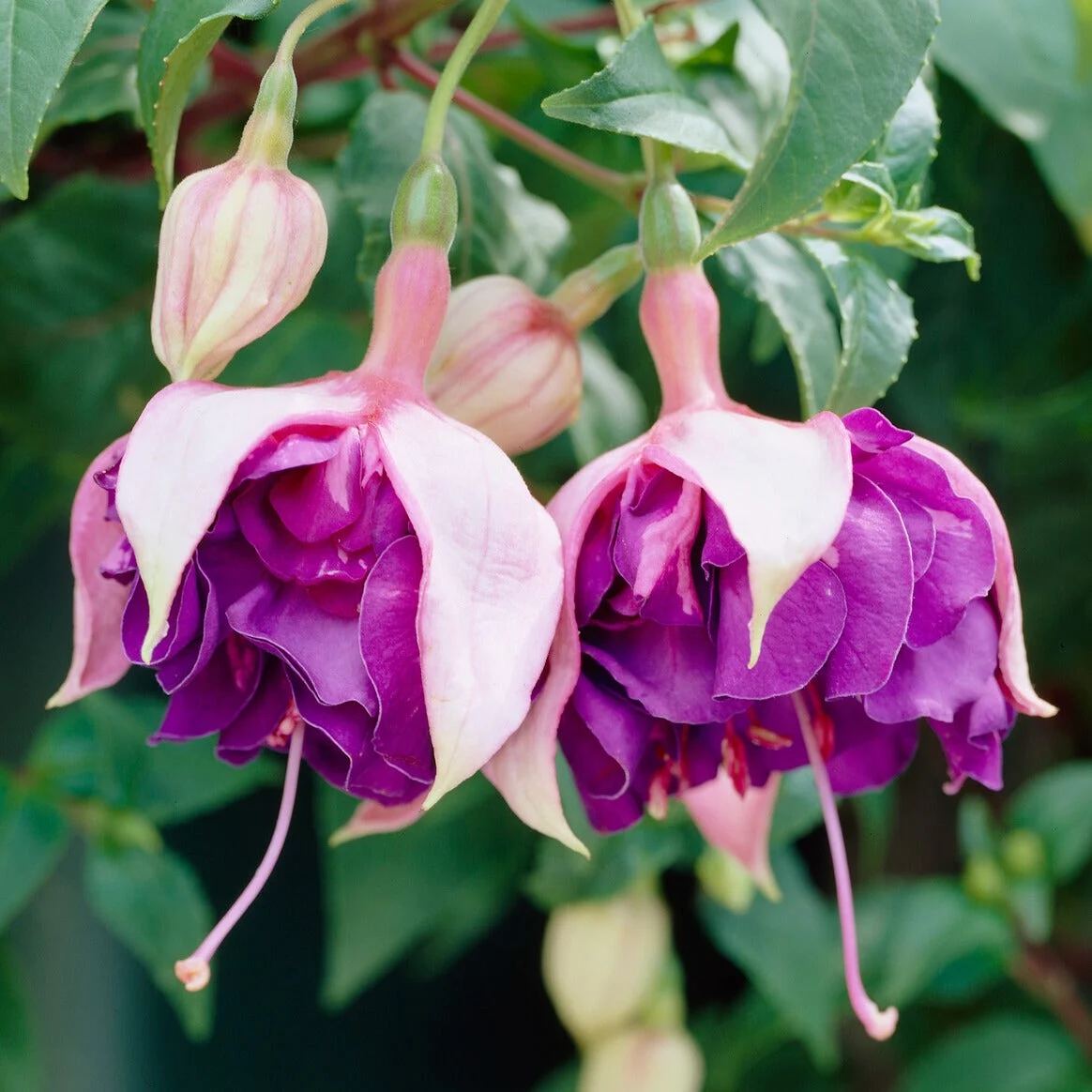 3 Fuchsias retombants Royal MosaicFuchsia Royal Mosaic
