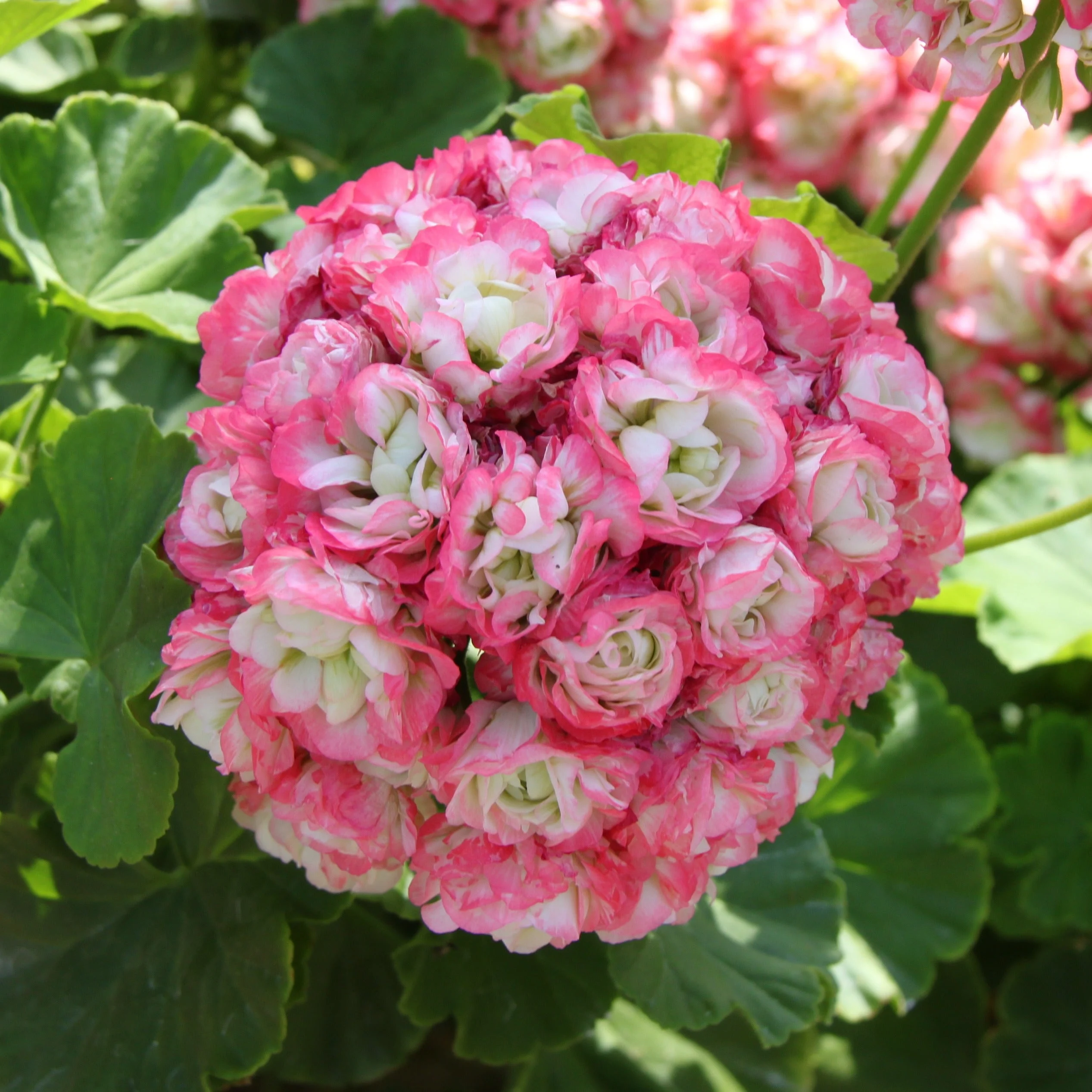 3 Géraniums rose abricotPelargonium zonale apple blossom