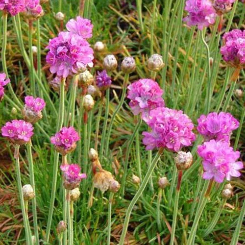 3 Gazons d'Espagne Splendens PerfectaArmeria maritima Splendens Perfecta