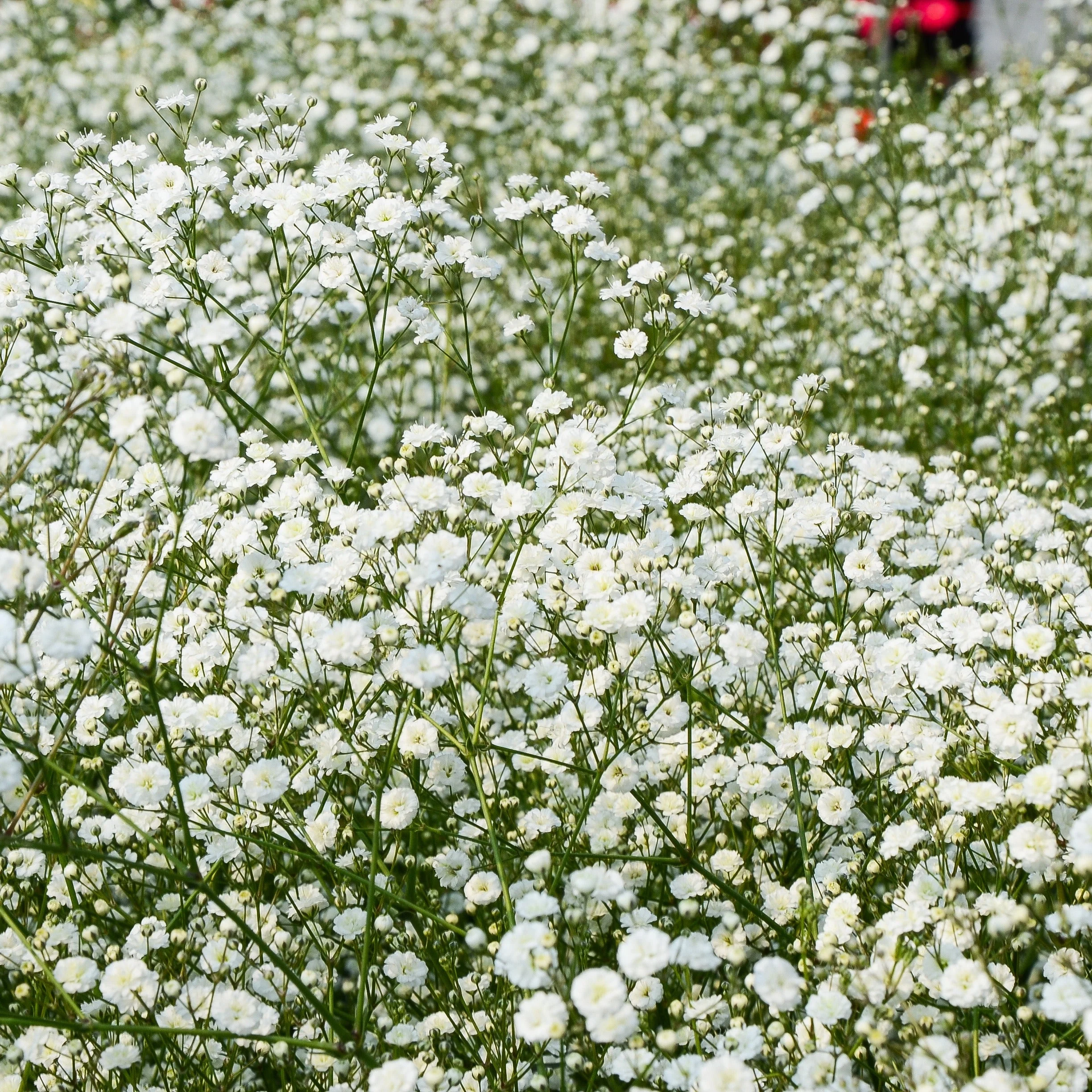 3 Gypsophiles blancheGypsophila paniculata