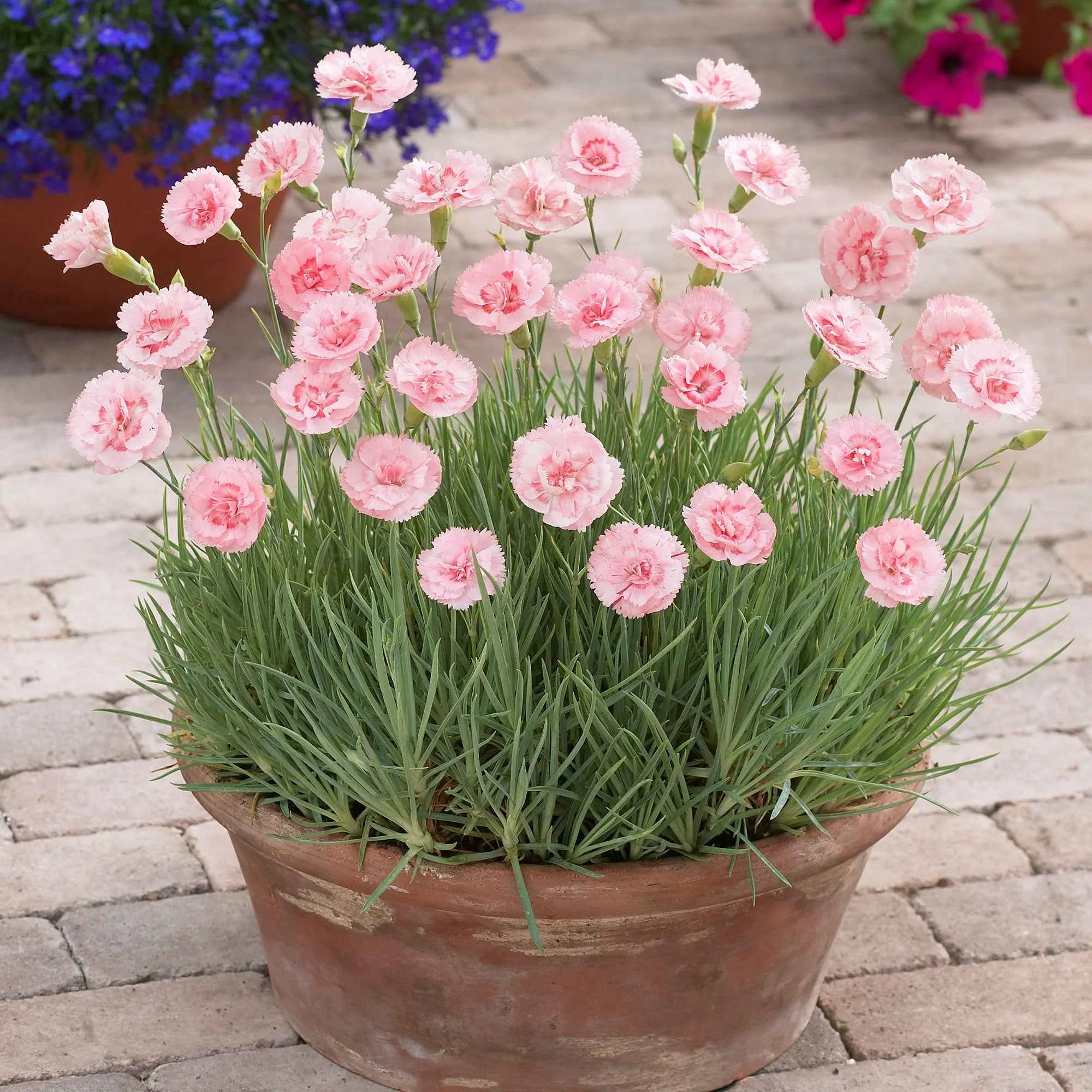 3 Œillets mignardise DorisDianthus plumarius 'doris'