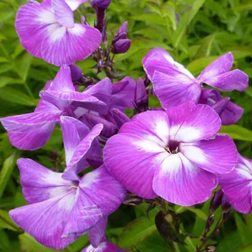 3 Phlox paniculé LauraPhlox paniculata laura