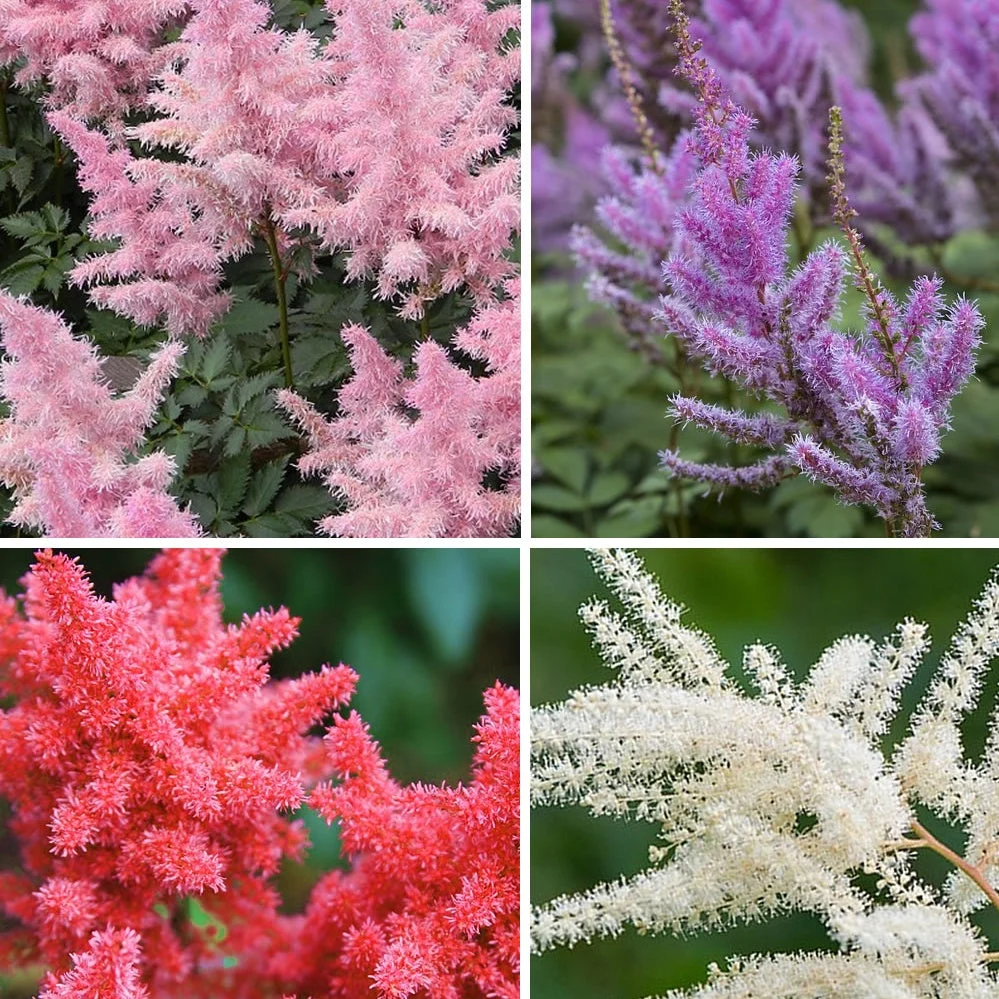 4 Astilbes en mélangeAstilbe