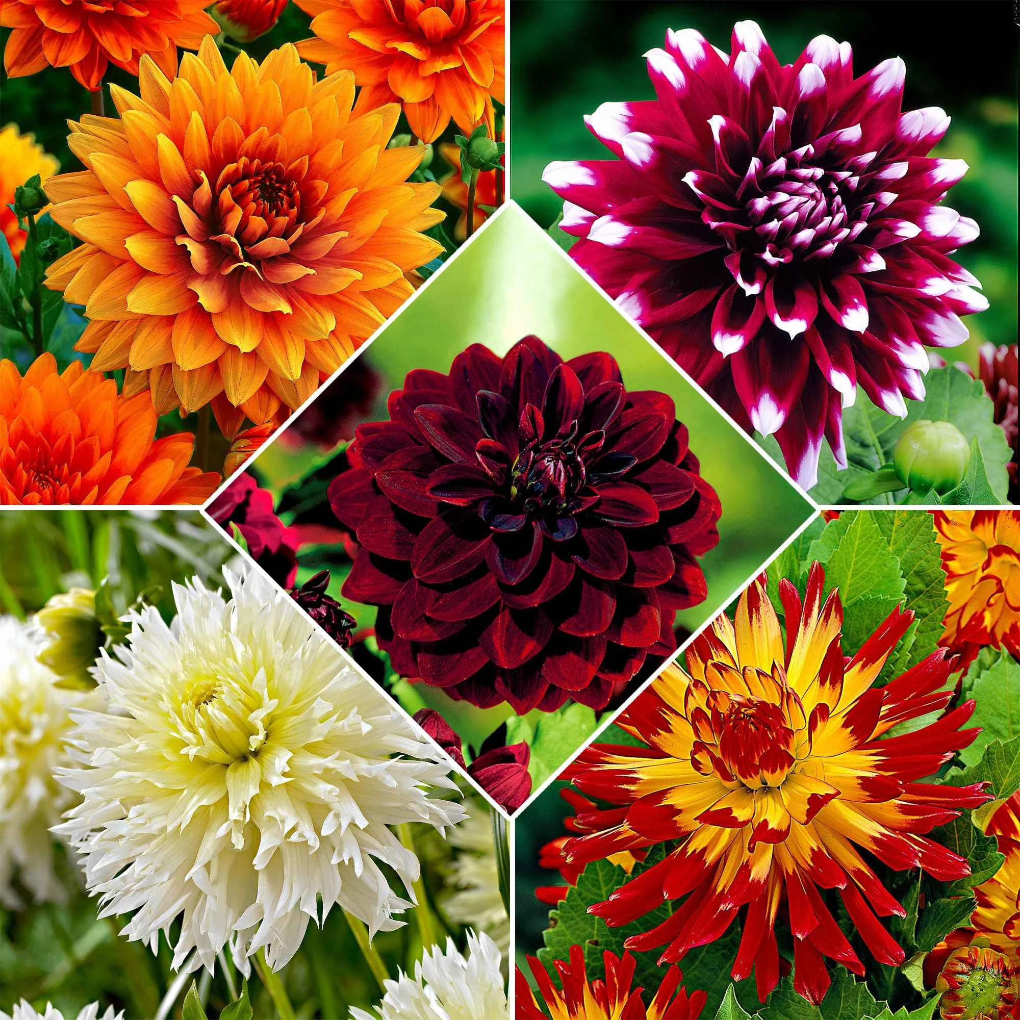 5 Dahlias à grandes fleurs The Kiss en mélangeDahlia 'the kiss'