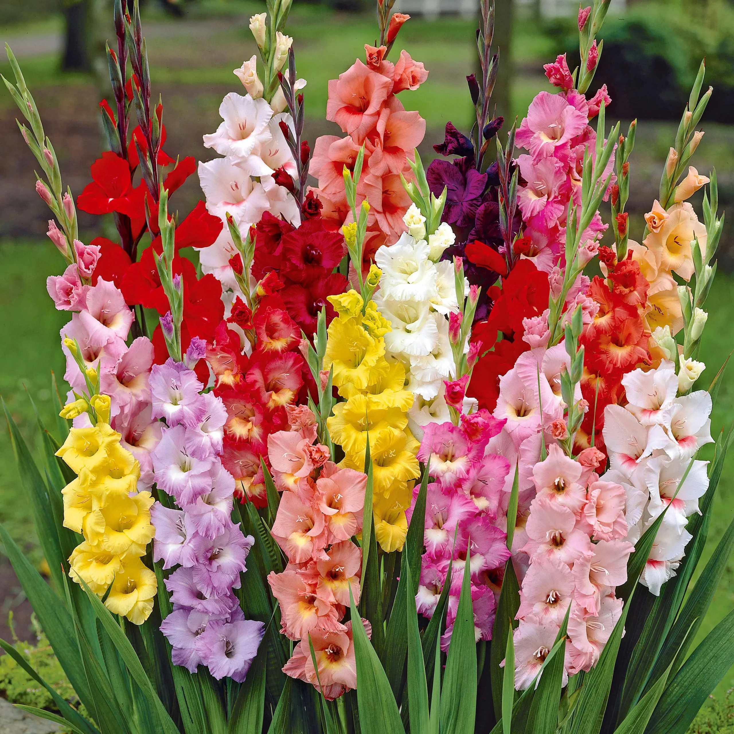 50 Glaïeuls à grandes fleurs en mélangeGladiolus