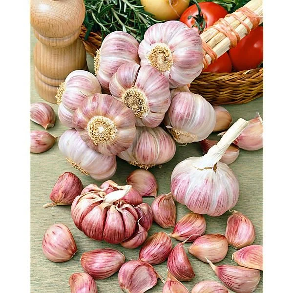 AIL CERTIFIÉ EDENROSE