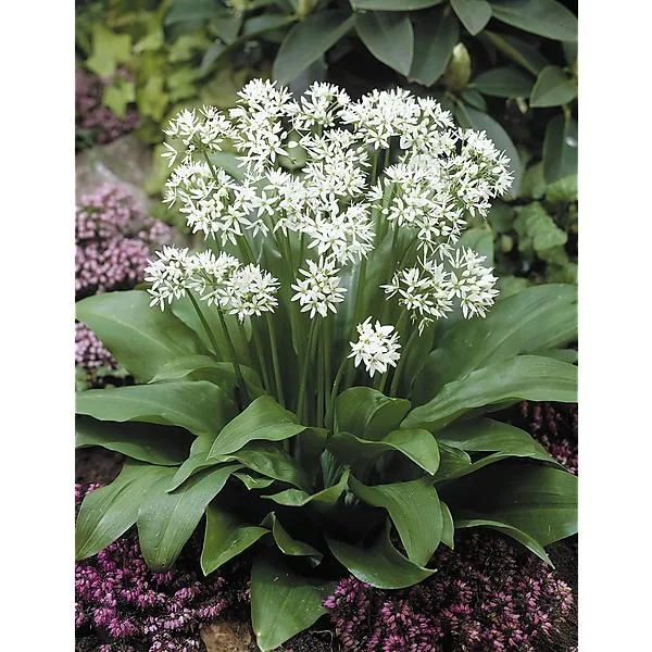 AIL DES OURS (ALLIUM URSINUM)
