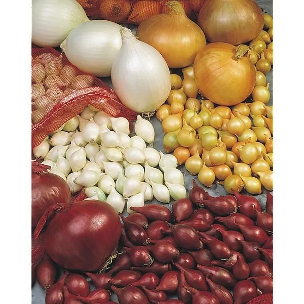 ASSORTIMENT OIGNONS TRIO