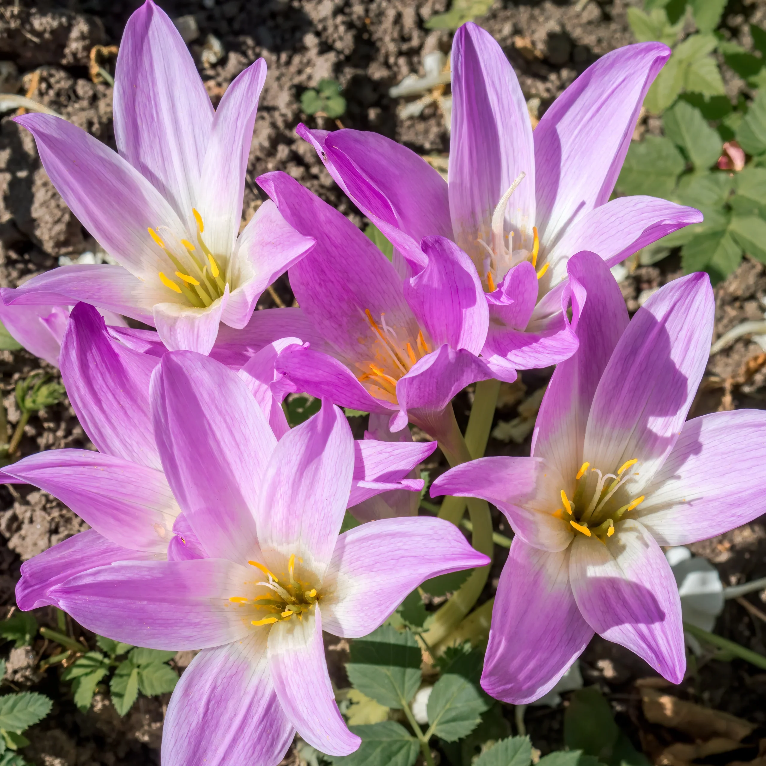 Colchique The GiantColchicum The Giant